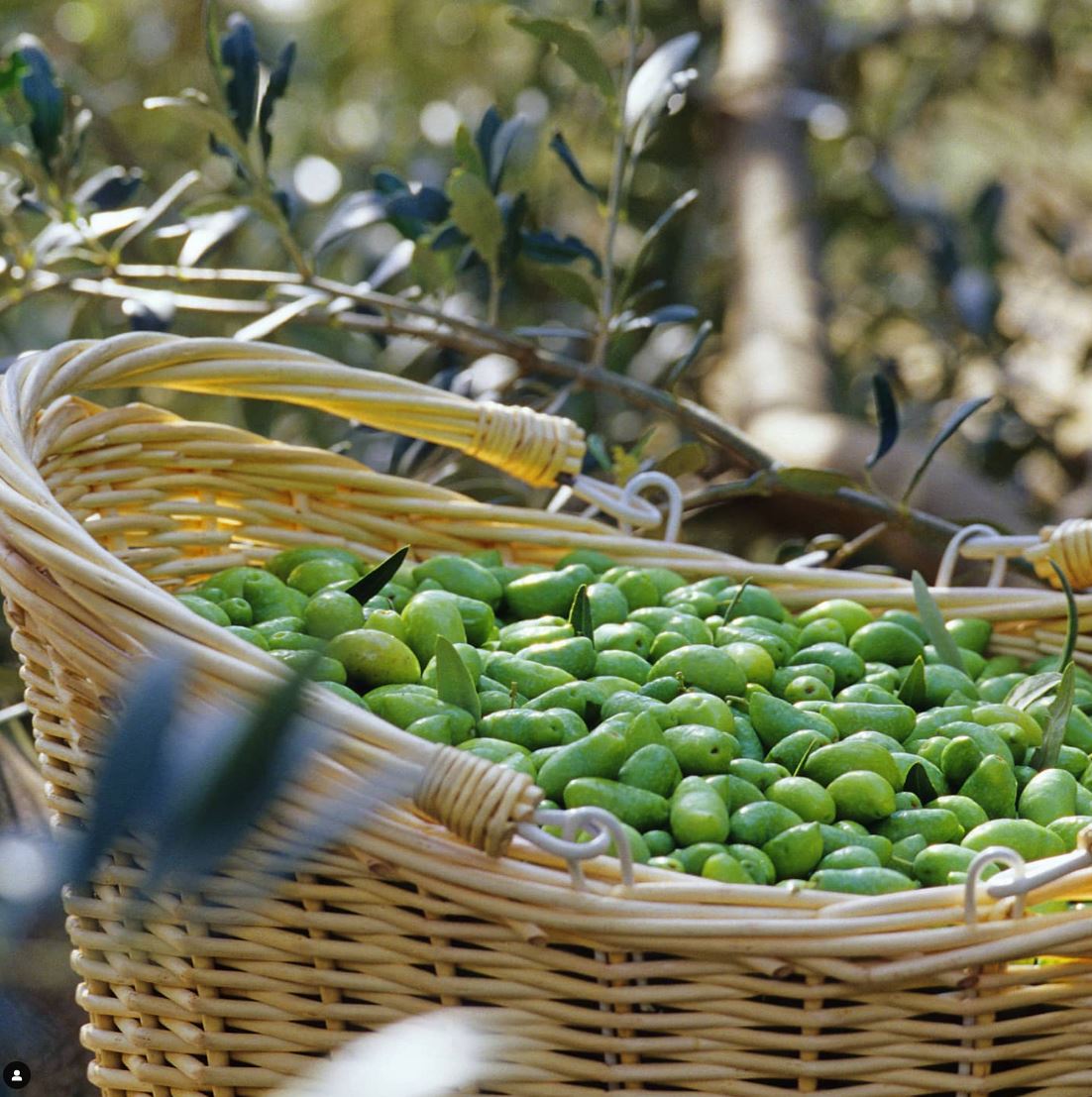 갓 수확한 르올리보 그린 올리브