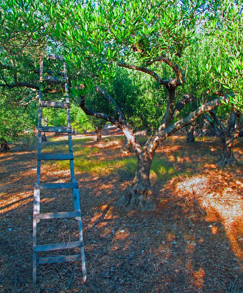 르올리보 농장의 오래된 올리브 나무와 수확용 사다리