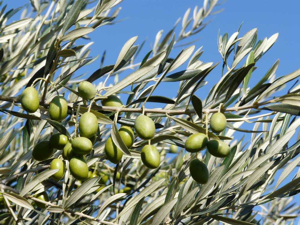 르올리보 피숄린 그린 올리브 가지