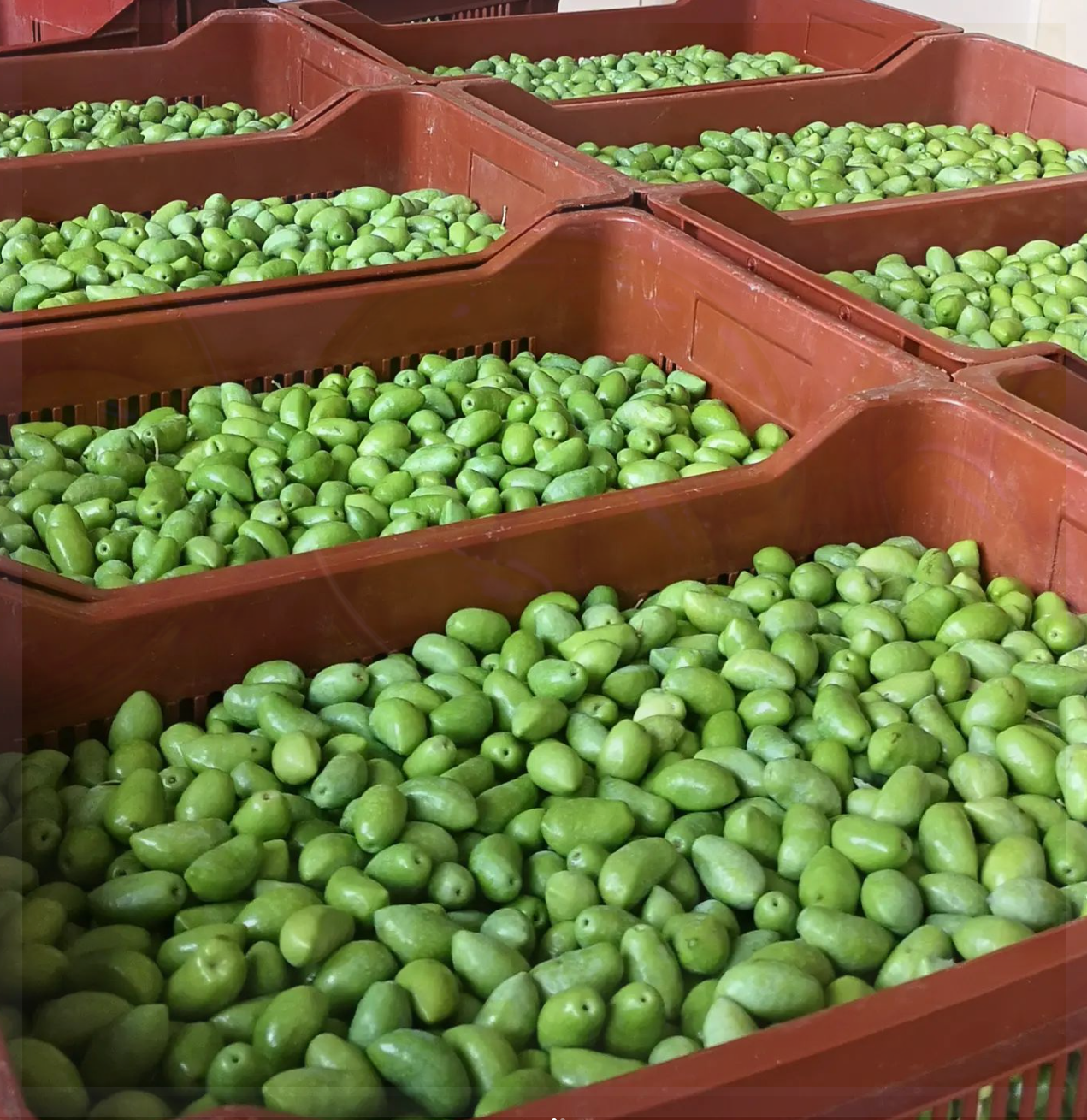 르올리보 농장에서 갓 수확한 햇 그린 올리브